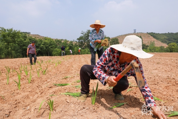 致富经中药交易平台_致富中药交易平台官网_致富中药交易平台下载