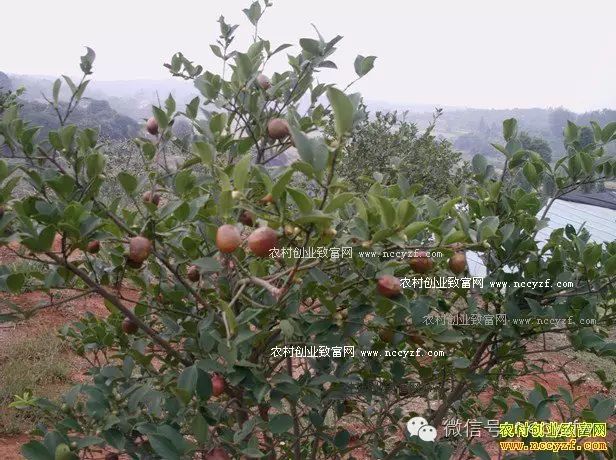 致富种植糖料蔗文案怎么写_致富经2015种植_致富种植什么比较赚大钱