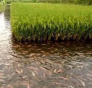 致富养殖黄鳝技术怎么样_黄鳝养殖技术致富经_致富养殖黄鳝技术视频