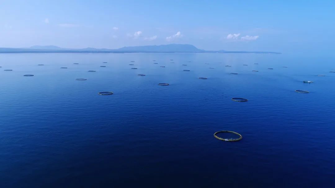 海上养鱼鱼排多少钱_海上养殖鱼排_致富经大海鱼排养殖