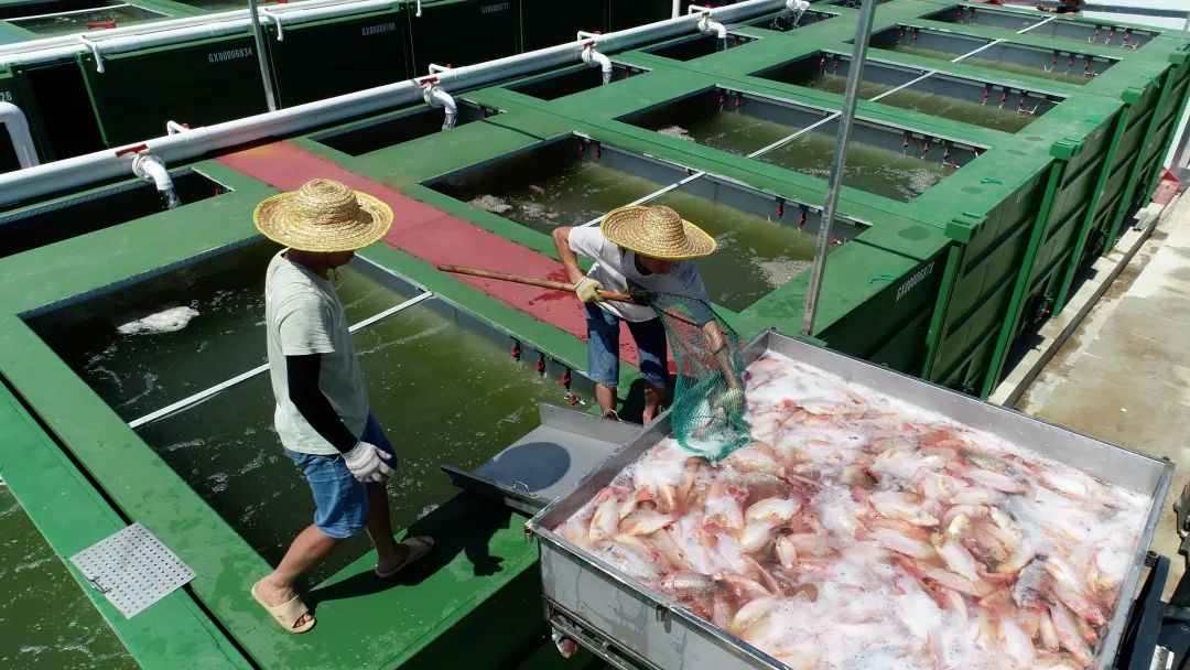 海上养鱼鱼排多少钱_致富经大海鱼排养殖_海上养殖鱼排