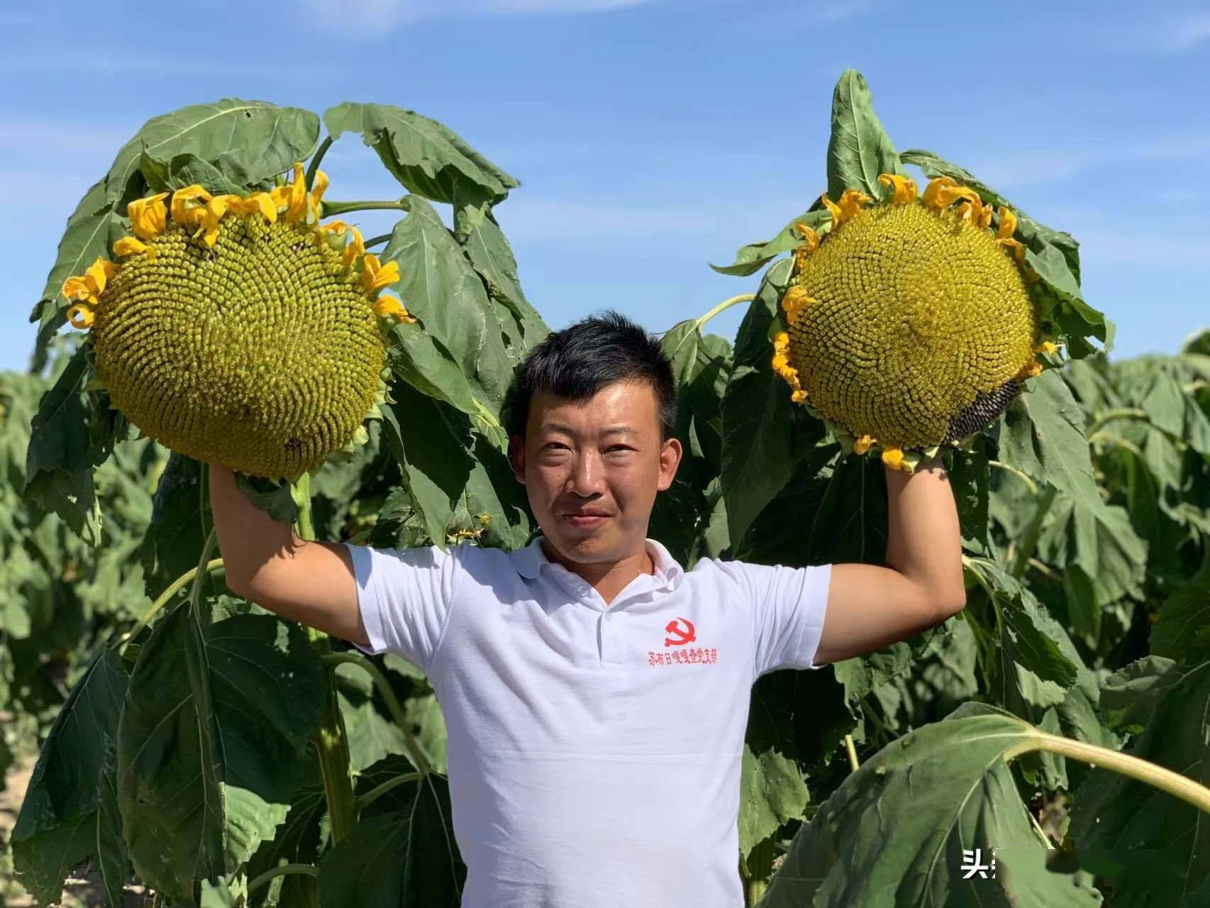 葵花种植技术视频_庆六一小葵花视频_致富经葵花视频