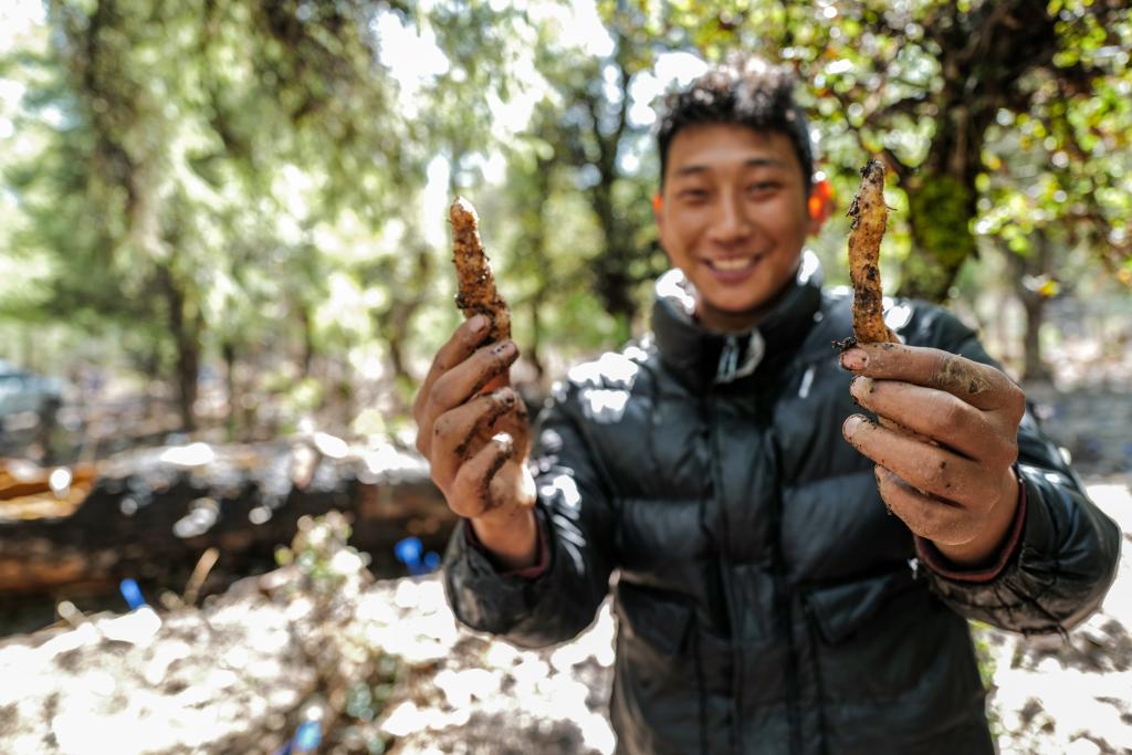 天麻种植致富案例_创业小项目种植天麻_致富经天麻种植