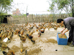 广东首现苍蝇鸡养殖场 生态蛋富含昆虫活性蛋白