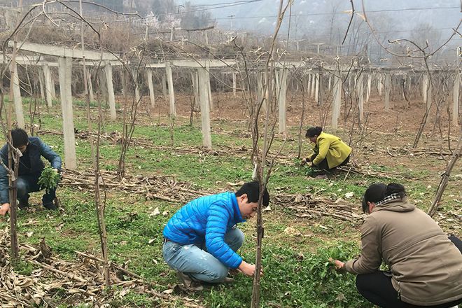 胡颓子种子怎样繁殖_胡颓子种植技术_胡颓子种植技术视频