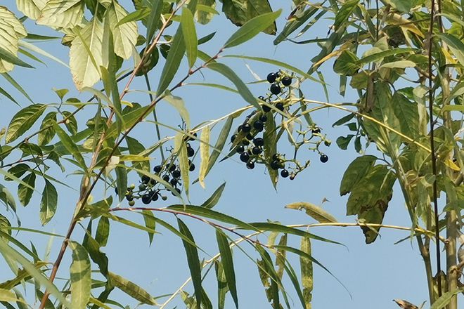 胡颓子种子怎样繁殖_胡颓子种植技术_胡颓子种植技术视频