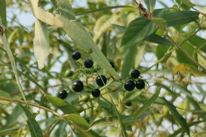 胡颓子种子怎样繁殖_胡颓子种植技术_胡颓子种植技术视频