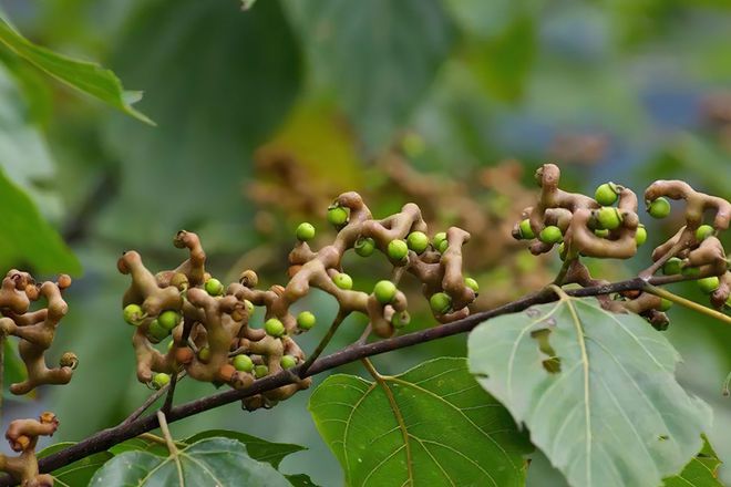 胡颓子种植技术_胡颓子种子怎样繁殖_胡颓子种植技术视频