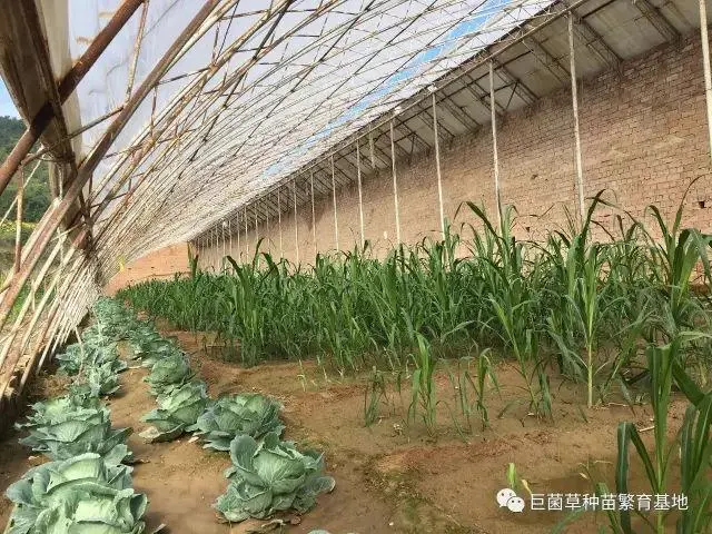 种植致富香菇视频_种植致富香菇图片_致富经种植香菇种植