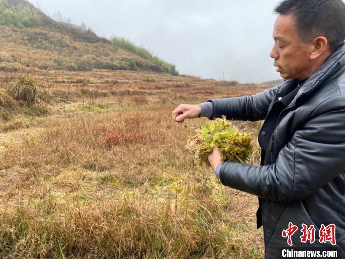 贵州都匀：大山里的“野草”走俏海外大市场