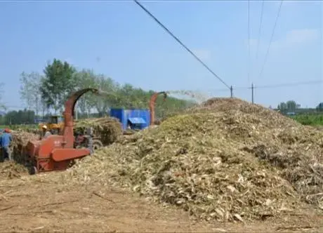 种植鸡腿菇的前景_致富经种植鸡腿姑_鸡腿菇种植投资与利润