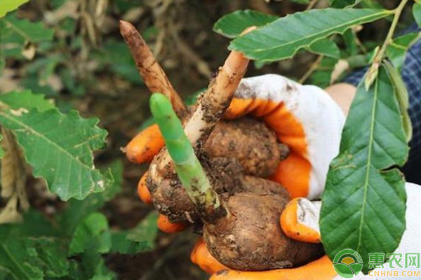 农村种植这种药材，亩产值高达20万（附种植技术）