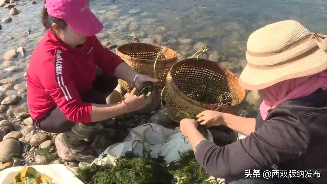 苔藓种植效益_苔藓植物养殖_致富经苔藓