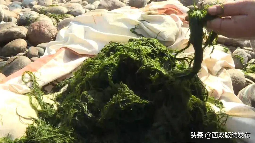 苔藓种植效益_致富经苔藓_苔藓植物养殖