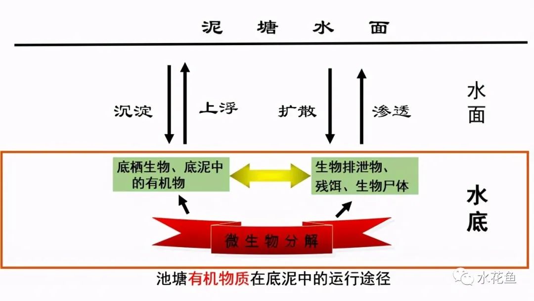 工厂化草鱼养殖技术_草鱼养殖场_工厂化养殖草鱼视频