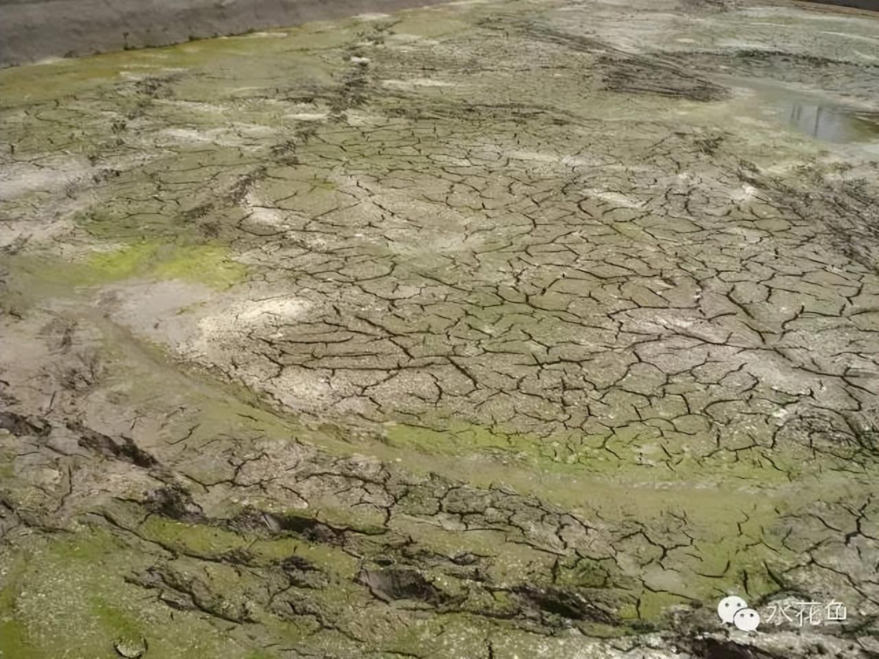 工厂化养殖草鱼视频_工厂化草鱼养殖技术_草鱼养殖场