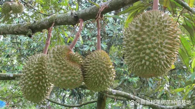 榴莲种子的种植技术_种子种植榴莲技术要求_种子种植榴莲技术视频