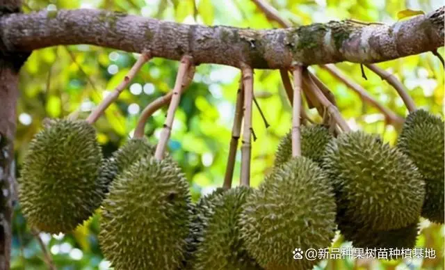 榴莲种子的种植技术_种子种植榴莲技术要求_种子种植榴莲技术视频