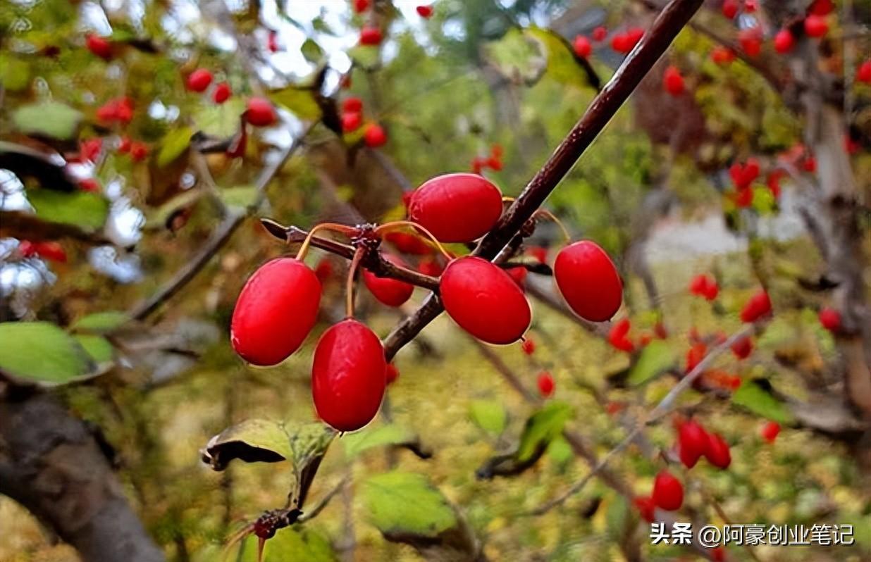 农村一种暴利种植项目！亩产500斤，轻松年入20-30万？不愁卖！