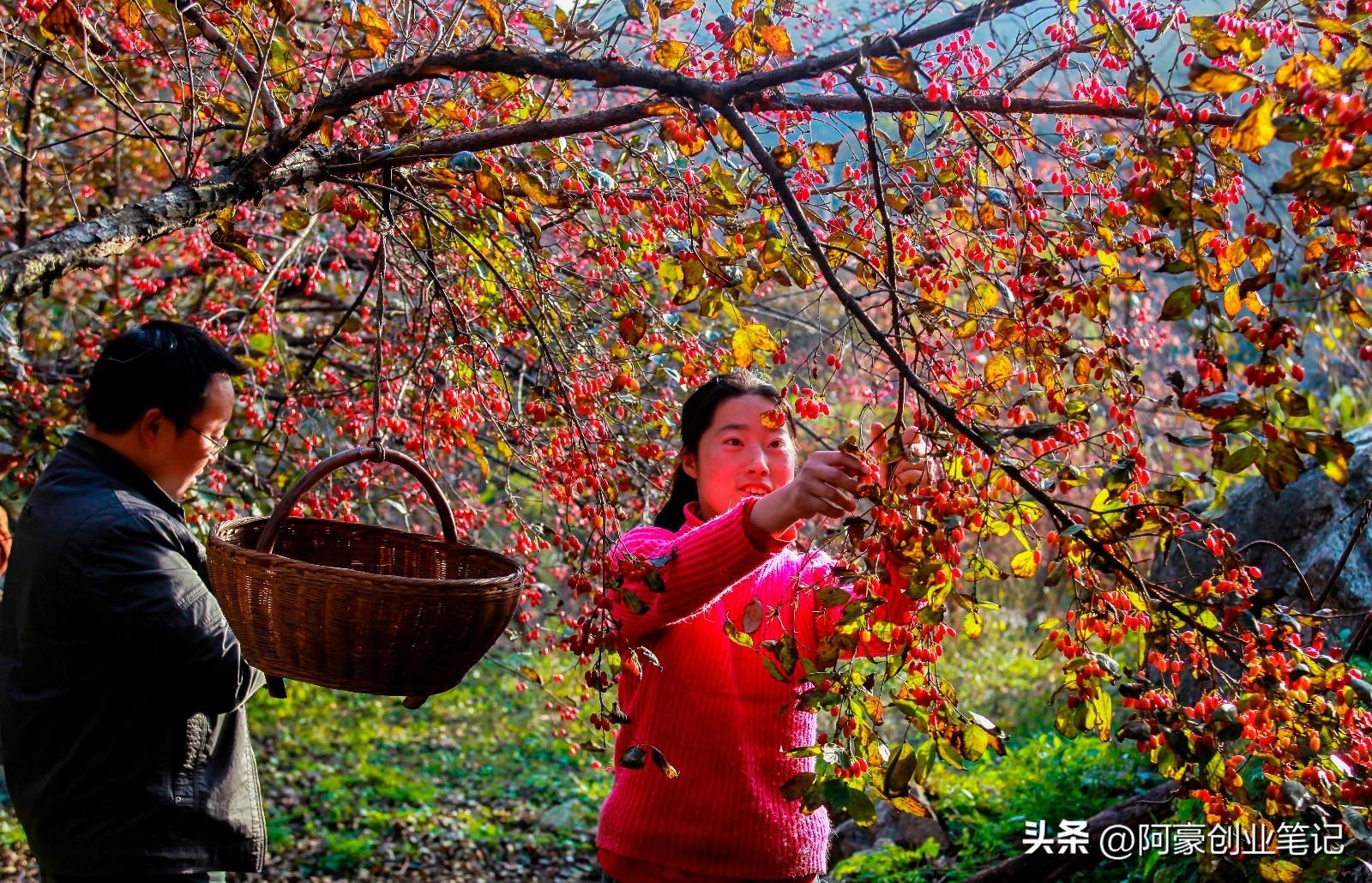 农村有哪些种植致富项目_农村致富新项目种植_致富种植农村项目有哪些项目