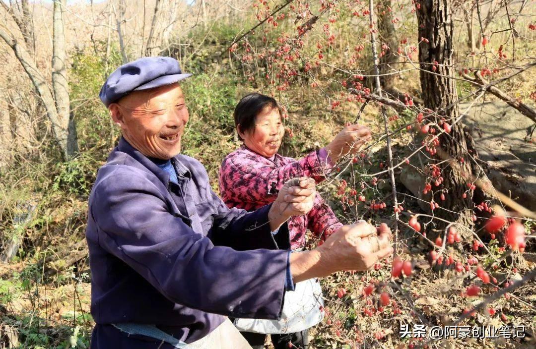 农村有哪些种植致富项目_农村致富新项目种植_致富种植农村项目有哪些项目