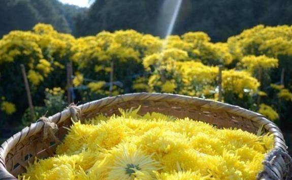 致富经菊花种植视频_菊花种植成为村民致富_致富菊种植