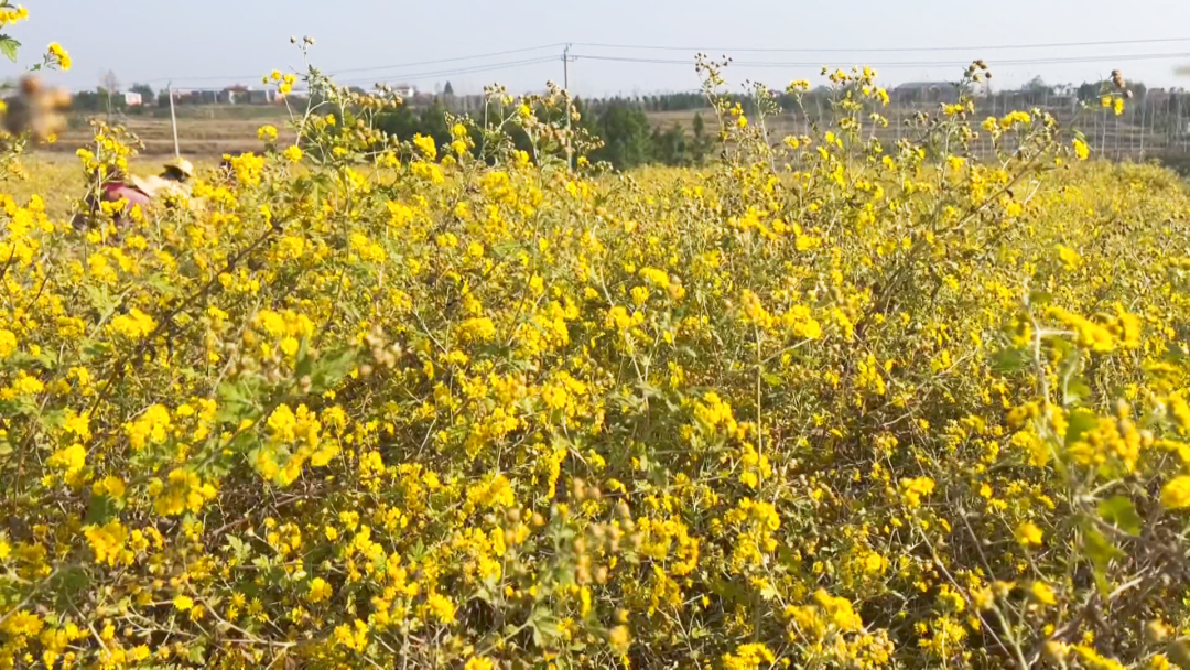 孝感孝昌：小小野菊花 致富“黄金叶”