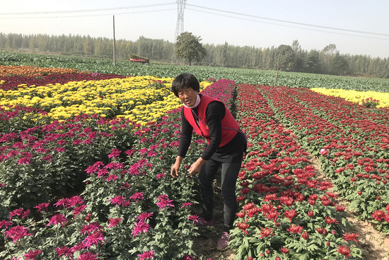 致富菊种植_致富经盆景种植_菊花种植成为村民致富