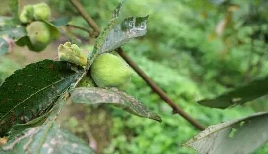 啥中药材这么值钱？乡亲扎根大山27年研究，带乡亲发展年产值超千万元