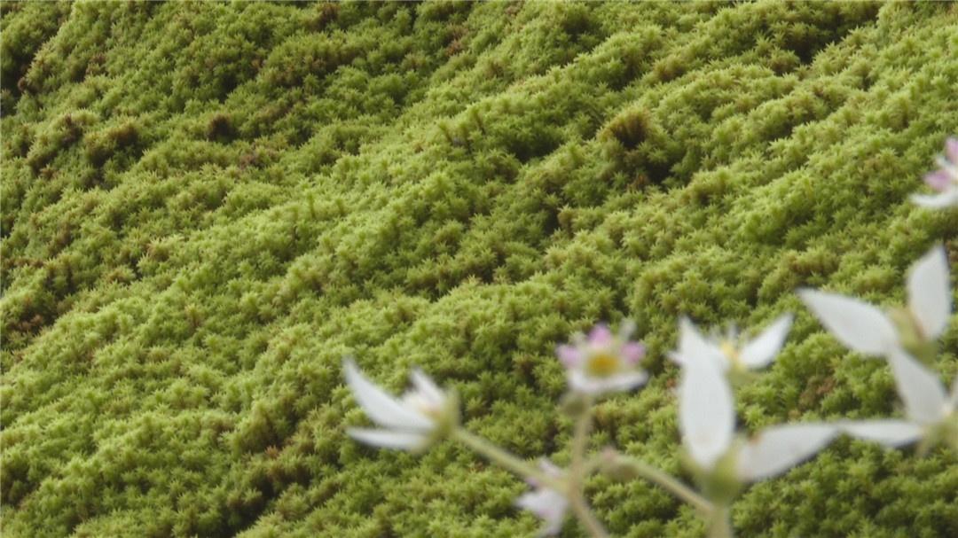 致富经苔藓_苔藓植物养殖_种苔藓赚钱吗