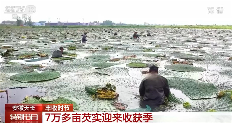 芡实种植技术视频_视频种植芡实技术有哪些_种植芡实的前景怎么样