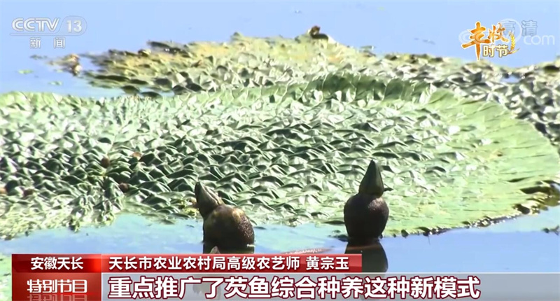 种植芡实的前景怎么样_芡实种植技术视频_视频种植芡实技术有哪些