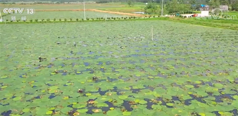 种植芡实的前景怎么样_芡实种植技术视频_视频种植芡实技术有哪些