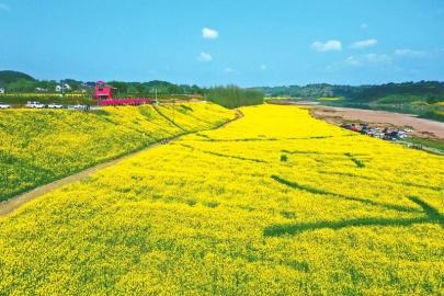 四川农村种植致富好项目_广安农村种植致富_广安种植什么经济作物