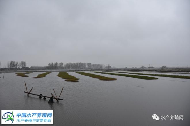 江苏河蟹养殖基地_苏南地区河蟹养殖技术_江苏河蟹养殖面积