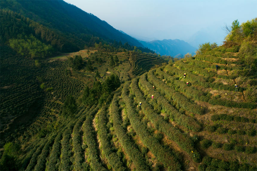 2021年种植天麻前景如何_天麻种植致富案例_种植天麻的利润如何