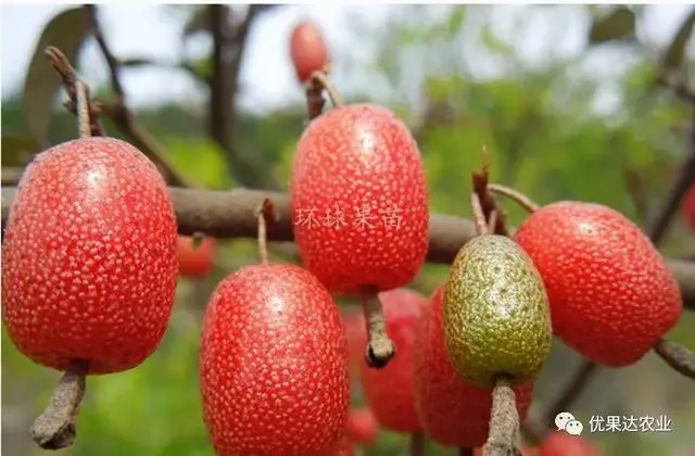 牛奶果种植栽培管理技术