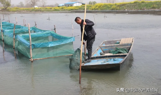 苏南地区河蟹养殖技术_苏州河蟹养殖户_江苏河蟹养殖基地