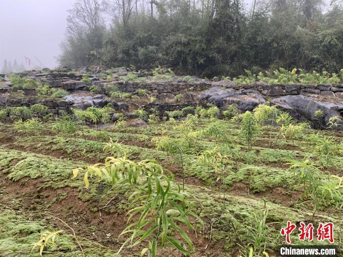 湖北农村养殖好项目_致富经养殖技术湖北_湖北养殖业什么最赚钱农村