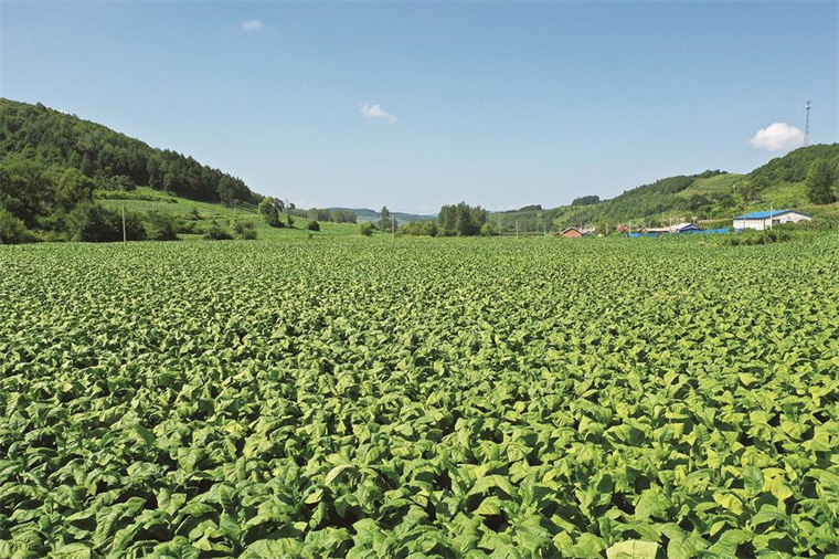 枝江种植致富_枝江苗木基地_枝江种子公司