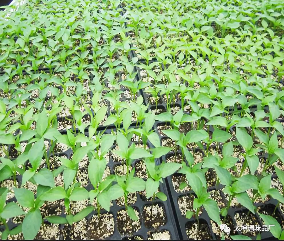 三号辣椒种植技术_辣椒种植技术和管理技术_辣椒种植规程