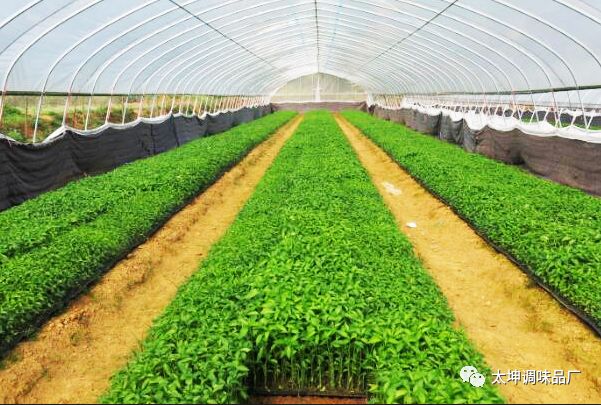 辣椒种植规程_三号辣椒种植技术_辣椒种植技术和管理技术