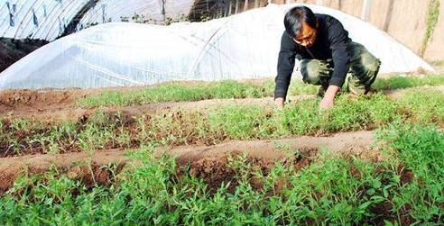 番茄露地种植技术图解_番茄图解种植露地技术规范_番茄图解种植露地技术视频