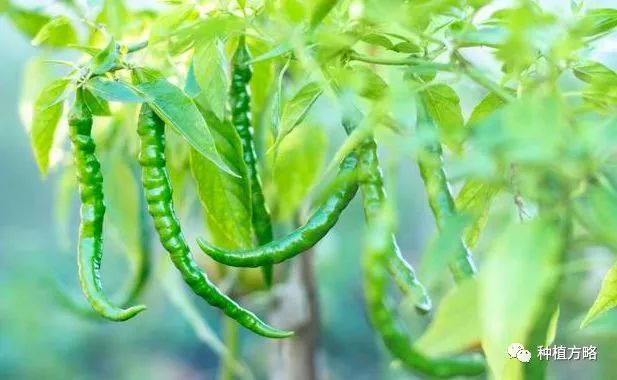 三号辣椒种植技术_辣椒种植技术规程_辣椒种植规程