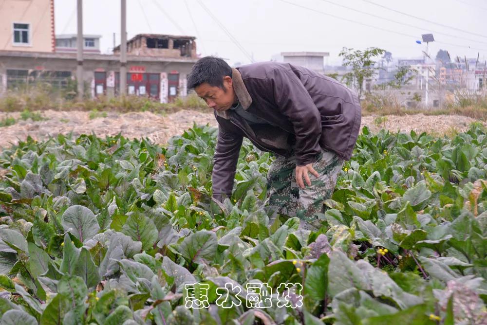 种植致富典型故事_致富种植视频全集_致富典型种植故事有哪些