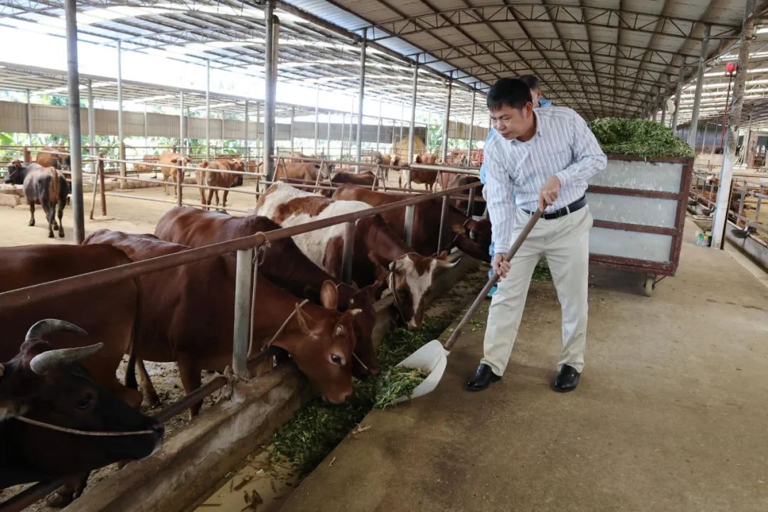 广东养肉牛要养哪种好_广东肉牛养殖技术_广东养牛