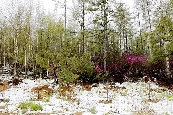 中药关防风的种植技术_中药材防风种植技术_中药材防风种植