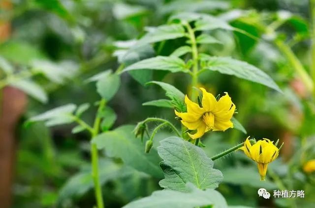 番茄露地栽培技术视频_番茄图解种植露地技术视频_番茄露地种植技术图解