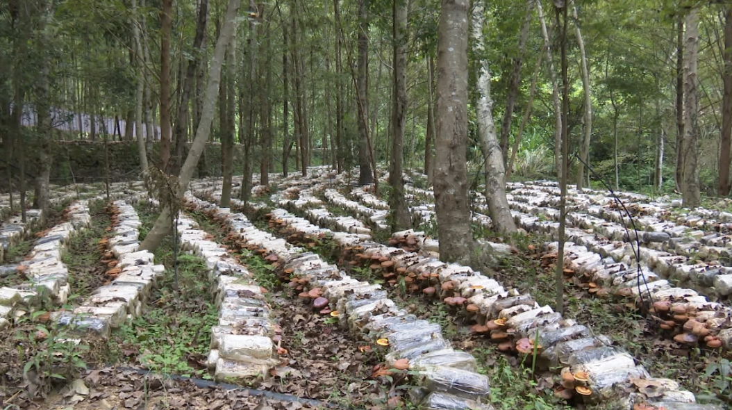 广昌县林下仿野生种植樟树灵芝喜获丰收