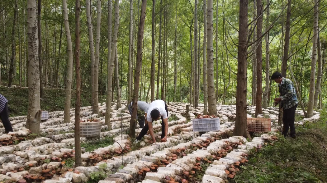 九江灵芝种植_江西灵芝种植致富_江西灵芝种植基地在哪里